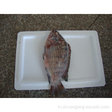 अफ्रीका बाजार के लिए चीनी जमे हुए IQF मछली तिलापिया